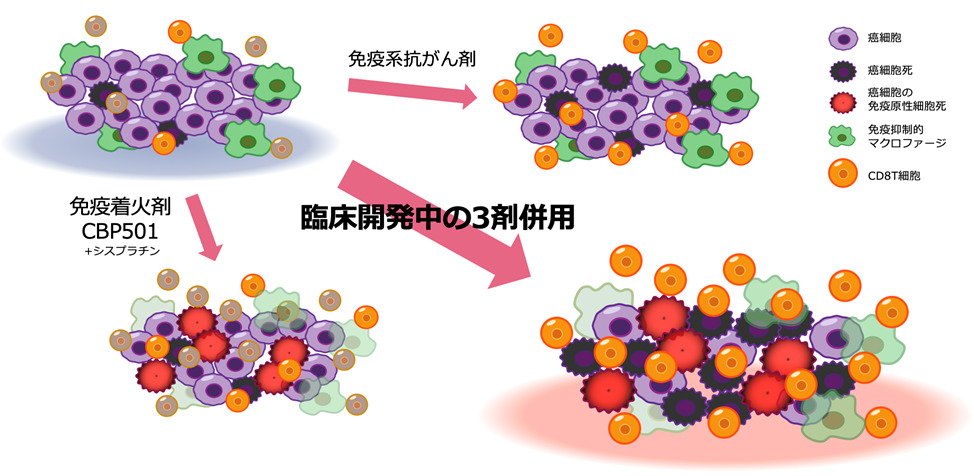 CBP501臨床開発中の３剤併用